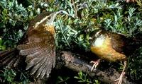 Image of: Thryothorus ludovicianus (Carolina wren)