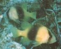 Image of: Diploprion bifasciatum (yellow emperor)