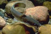 Image of: Noturus flavus (stonecat)