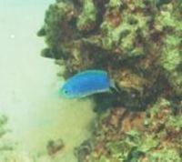 Image of: Pomacentrus coelestis (blue damselfish)