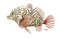 Image of: Rhamphocottus richardsoni (grunt sculpin)