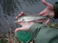 Sander lucioperca - European Pike-perch