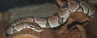 Image of: Python regius (ball python)