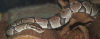 Image of: Python regius (ball python)