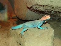 Agama agama - Red-headed Agama