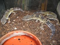 Eublepharis macularius - Leopard Gecko