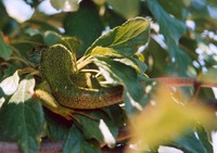 Lacerta viridis meridionalis