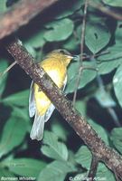 Bornean Whistler - Pachycephala hypoxantha