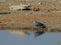 African Harrier-Hawk - Polyboroides typus