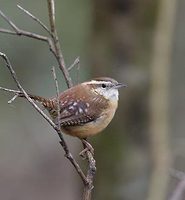 Carolina Wren (Thryothorus ludovicianus) photo