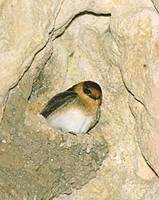 Cave Swallow (Petrochelidon fulva) photo