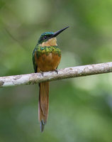 Rufous-tailed Jacamar (Galbula ruficauda) photo