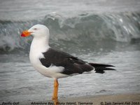 Pacific Gull - Larus pacificus