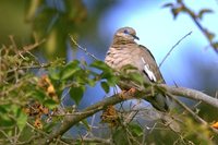 Pacific Dove - Zenaida meloda