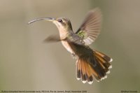 Rufous-breasted Hermit - Glaucis hirsuta