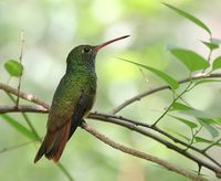 Buff-bellied Hummingbird - Amazilia yucatanensis