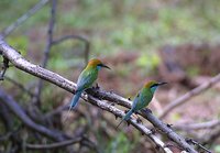 Green Bee-eater - Merops orientalis