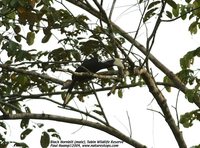 Black Hornbill - Anthracoceros malayanus
