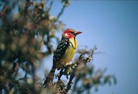 Red-and-yellow Barbet - Trachyphonus erythrocephalus