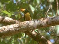 Lettered Aracari - Pteroglossus inscriptus