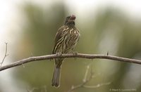 Palmchat - Dulus dominicus