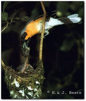 Spectacled Monarch - Monarcha trivirgatus