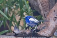 White-winged Fairywren - Malurus leucopterus