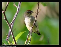 Red-capped Flowerpecker - Dicaeum geelvinkianum