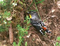 Spotted Pardalote - Pardalotus punctatus