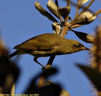 Brown Honeyeater - Lichmera indistincta