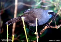 Kokako - Callaeas cinerea