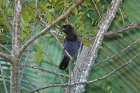 Purplish Jay - Cyanocorax cyanomelas