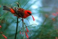 Red Fody - Foudia madagascariensis