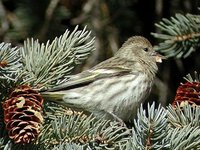 Pine Siskin - Carduelis pinus