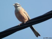 Rock Bunting - Emberiza cia