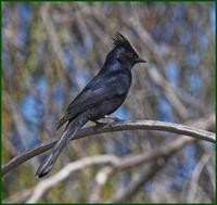 Phainopepla at Organ Pipe National Monument