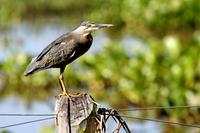 Streated  heron   -   Butorides  striatus   -   Airone  striato