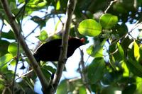 Helmeted  manakin