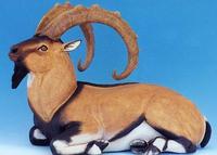 Bezoar Ibex