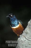 Superb Starling ( Lamprotornis superbus ) , Lake Baringo , Kenya stock photo