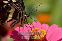 Citrus swallowtail nectaring stock photo