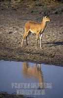 Male Bohor Reedbuck , Redunca redunca , Katavi National Park , Tanzania stock photo