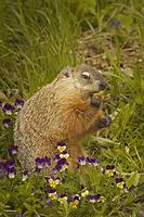 ...Groundhog or Woodchuck ( Marmota monax ) , Mother and babies , feeding on spring flowers , Kettl