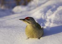 Grey-headed Woodpecker