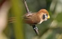 Spot-breasted  Parrotbill, Mount Victoria,   Burma                      © Rob Hutchinson / Birdt...