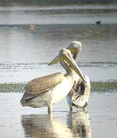 White Pelican Pelecanus onocrotalus