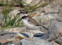 Long-Billed Linged Plover Charadrius placidusus 흰목물떼새