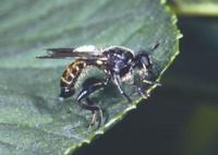 Choerades marginatus
