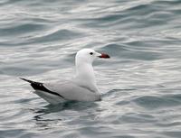 Goéland d'Audouin (Larus audouini)