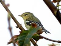 Paruline         rayée juvénile (Dendroica striata)